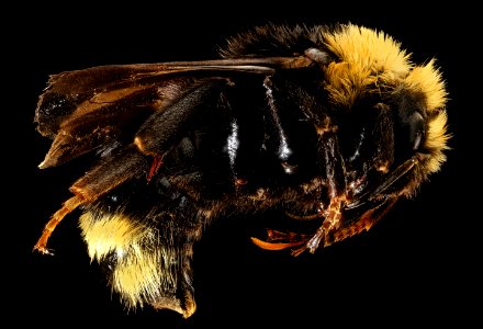 Bombus insularis, f, right, Yosemite, CA
