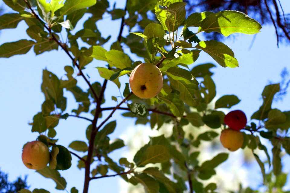 Surprise Apples