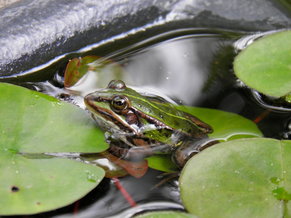 Animals amphibians frog