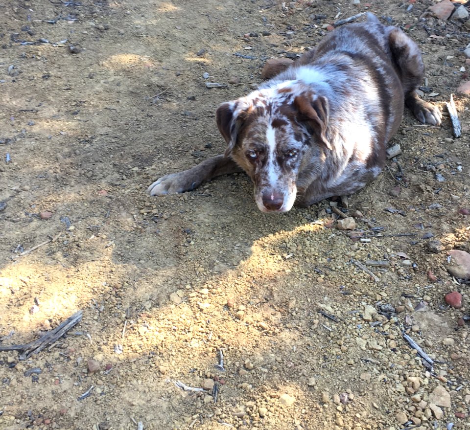 Guard of the Trail