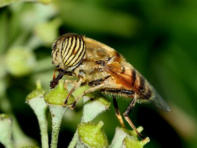 Taeniops male macro