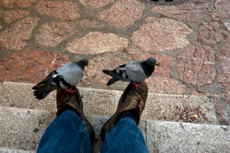 Pigeon Square, Sarajevo photo