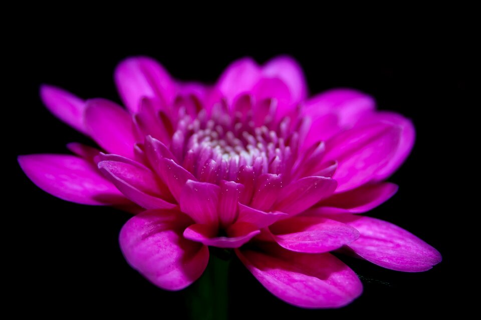 Bloom close macro