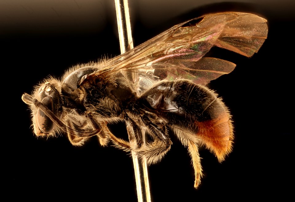 Chile species 23, m, left, Puenta la Escalera, Chile 2018-07-13-20.21