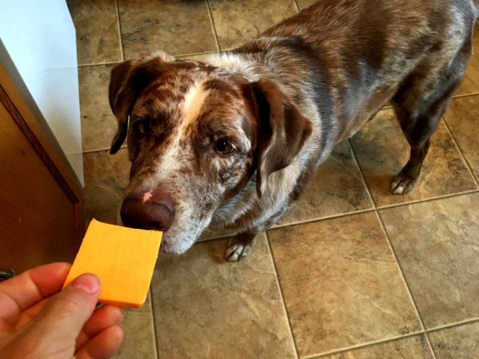 I Am The Cheese Dog