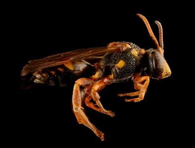 Nomada fervida, right, m, Barnwell Co, SC 2017-09-28-18.52