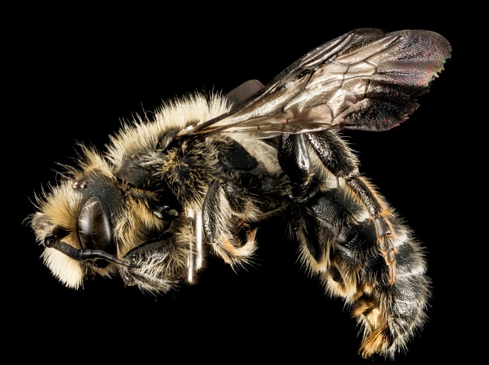 Hoplitis spoliata, male, side, NY, Franklin Co 2014-07-01-12.50.46 ZS PMax