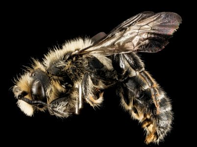 Hoplitis spoliata, male, side, NY, Franklin Co 2014-07-01-12.50.46 ZS PMax photo