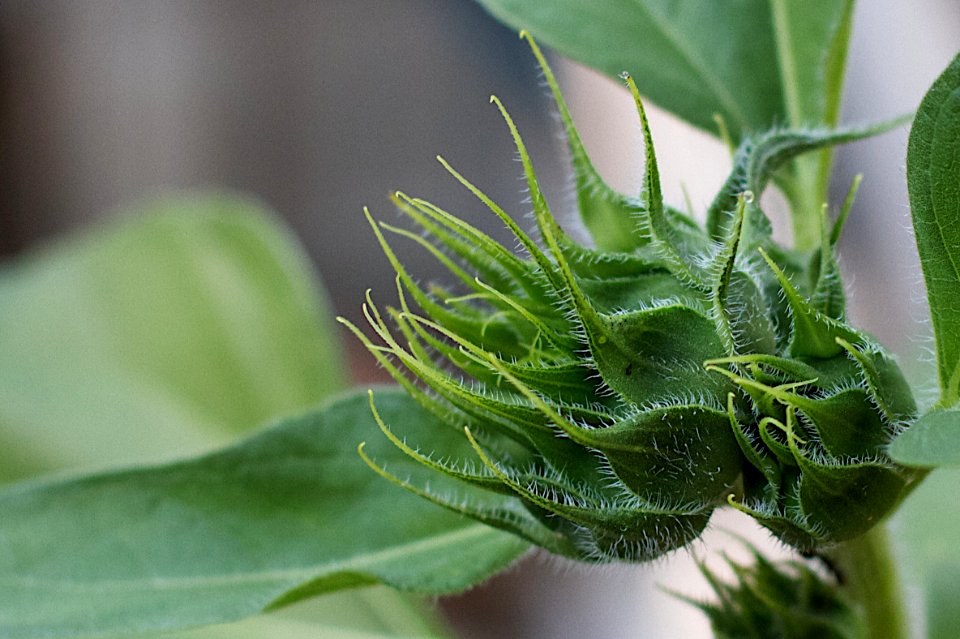 2013/365/180 Here Comes The Sunflower