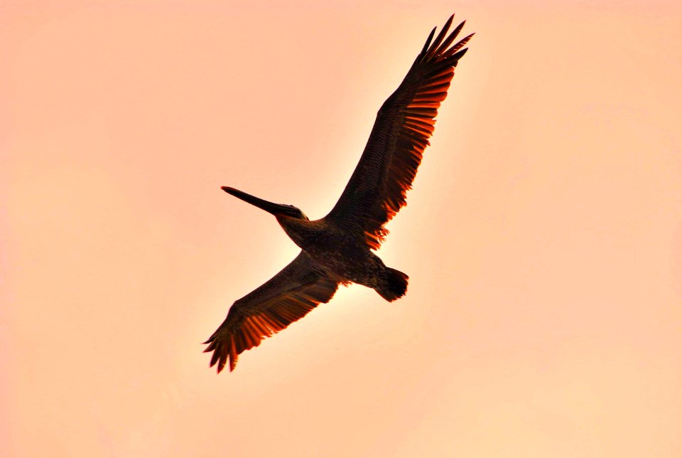 Pelican (or other kind of bird)
