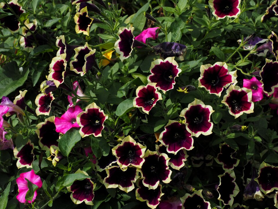 Bloom white dark purple