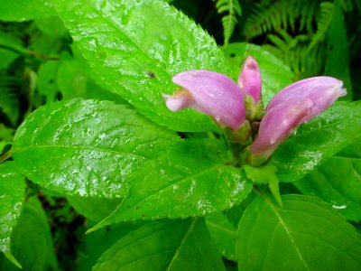 Pink Turtlehead, August 2004--Tom Harrington