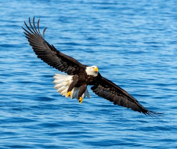 2020 Bald Eagles in and around Homer, Alaska (55)