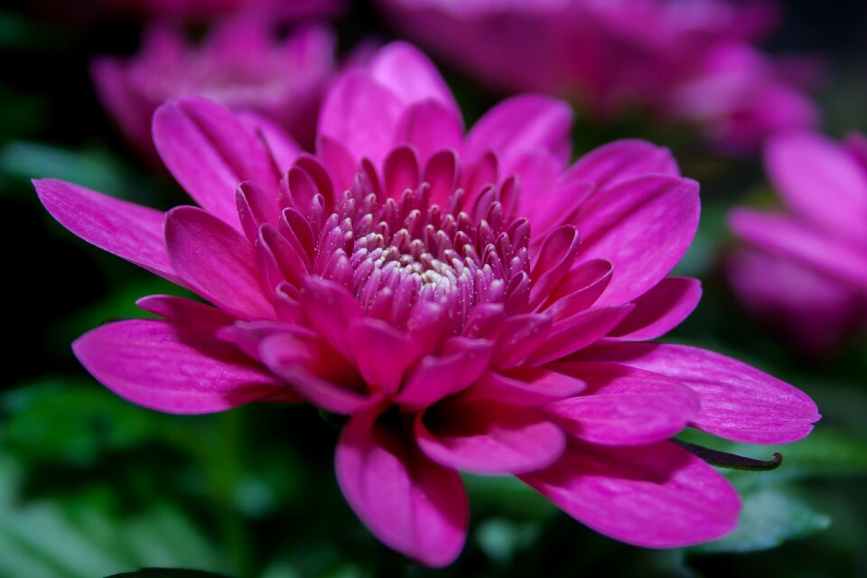 Bloom close macro