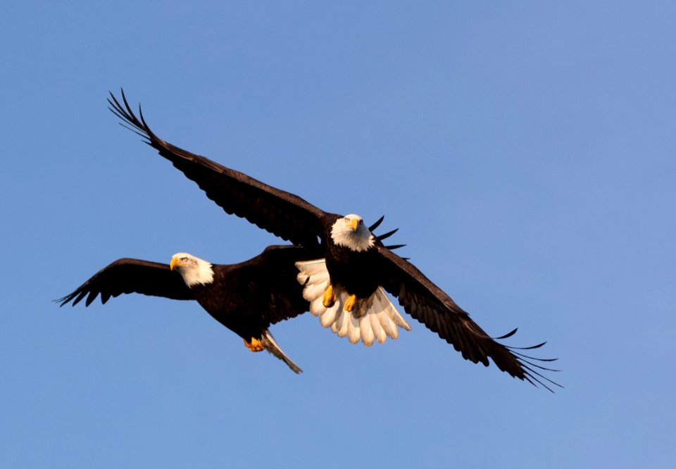 2020 Bald Eagles in and around Homer, Alaska (115)