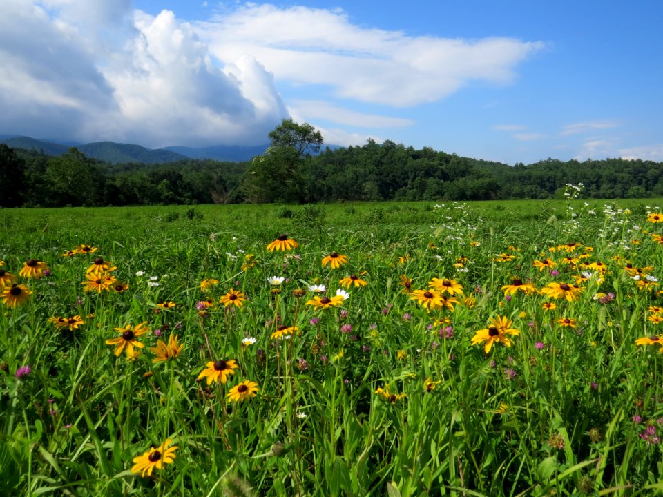 Summer meadow, Cades Cove, July 2013--Warren Bielenberg
