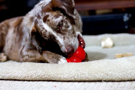 Working the Kong