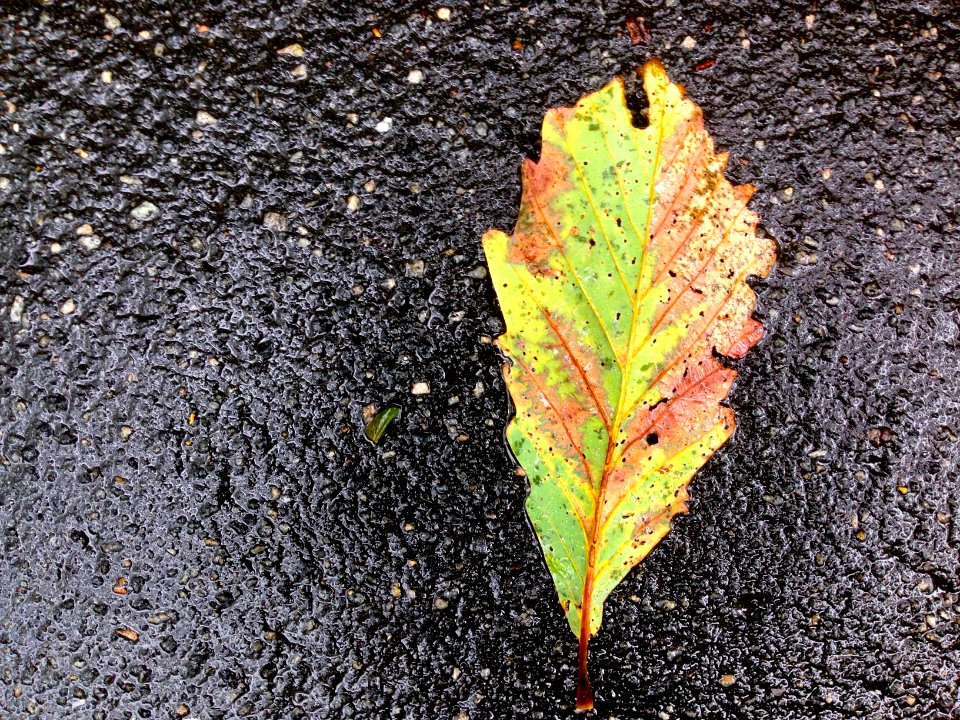 2015/365/272 Fallen in the Road