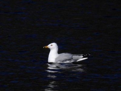 Ring-billed gull--Warren Bielenberg, February 2018