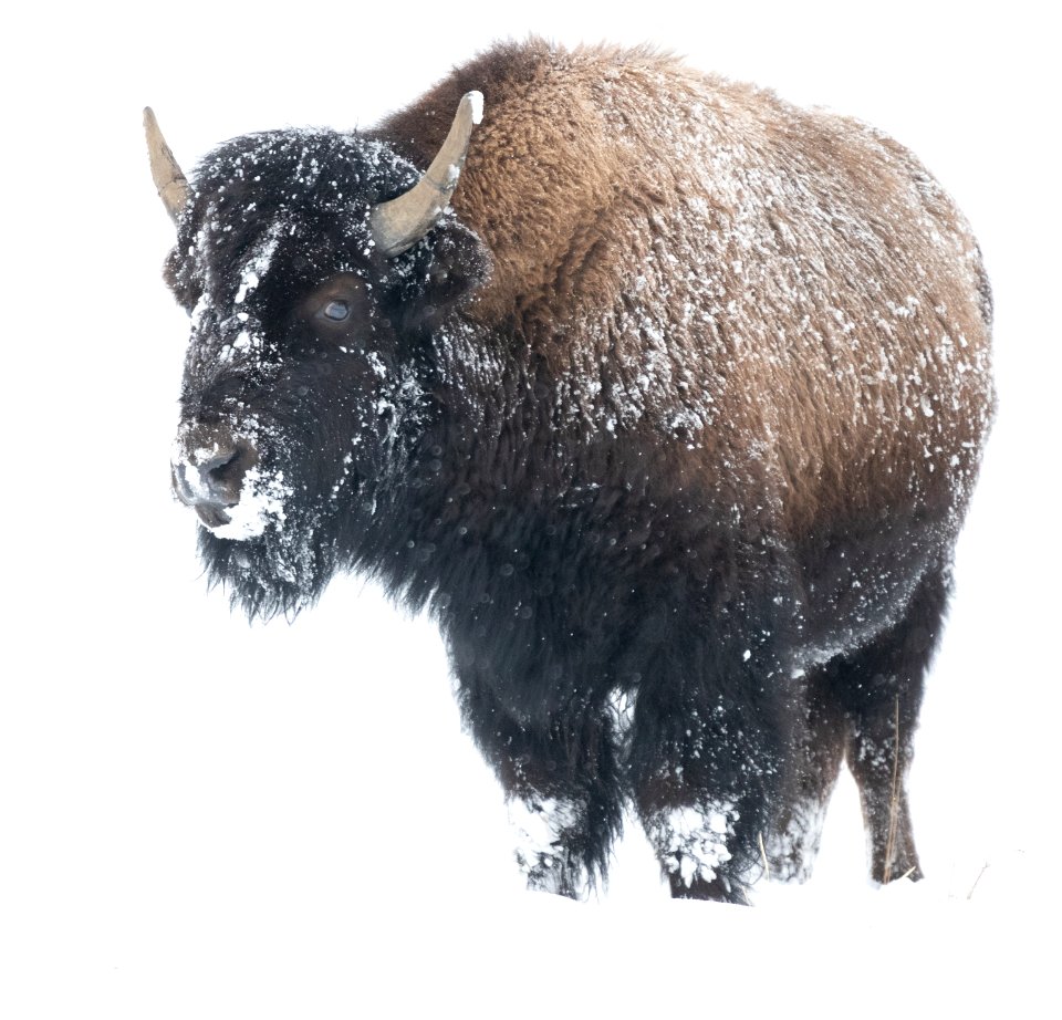 2019 Yellowstone -Bison (20)