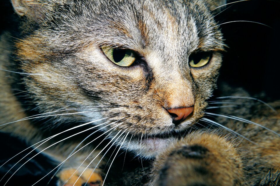 Domestic cat pet cat's eyes