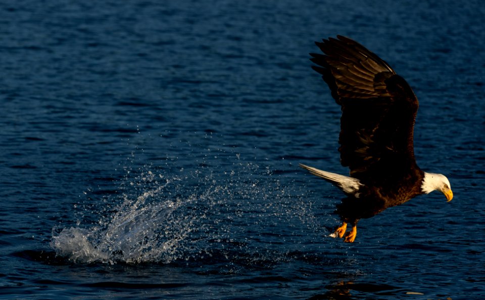 2020 Bald Eagles Going after Fish (1)