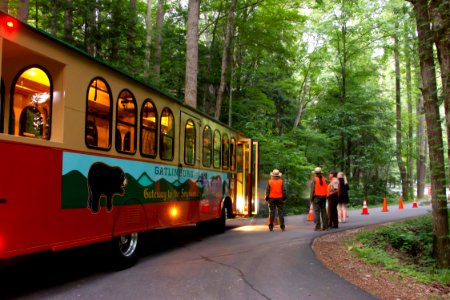 Synchronous fireflies rangers and trolley, June 2012