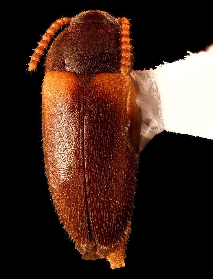 Hallomenus scapularis, dorsal, Turkey Run, Fairfax Co., VA 2018-07-10-16.14.20 ZS PMax UDR