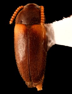 Hallomenus scapularis, dorsal, Turkey Run, Fairfax Co., VA 2018-07-10-16.14.20 ZS PMax UDR