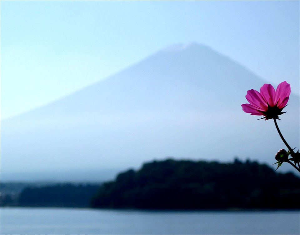 Cosmo Flower and Mt Fuji