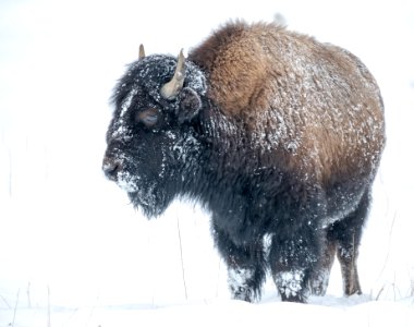 2019 Yellowstone -Bison (19)