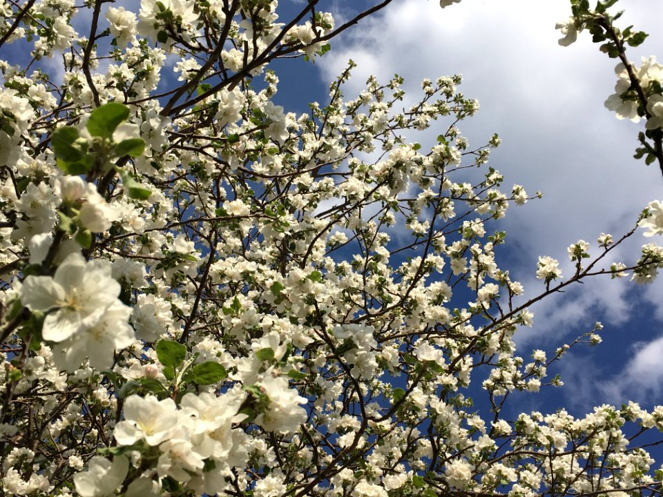 2019/365/146 Blossoms All the Way Up