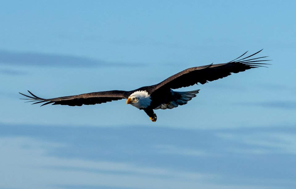 2020 Bald Eagles in Flight, vic Homer, Alaska (5)