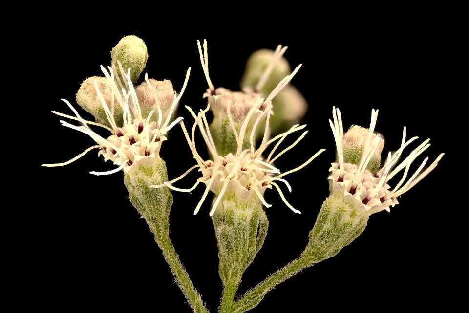 Ageratina altissima 3, White Snakeroot, Howard County, Md, Helen Lowe Metzman 2019-03-22-19.18.05 ZS PMax UDR