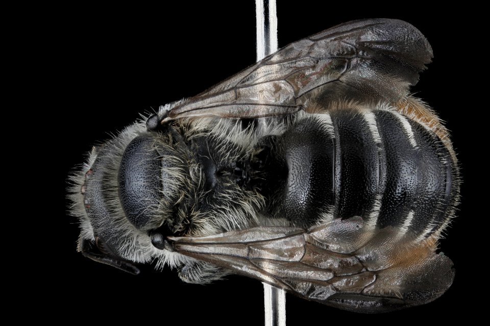 Hoplitis pilosifrons, female, back 2012-07-17-15.59.58 ZS PMax