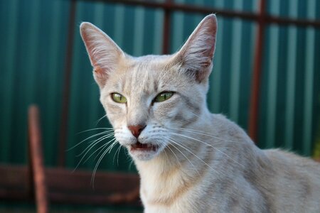 Mackerel breed cat mieze photo