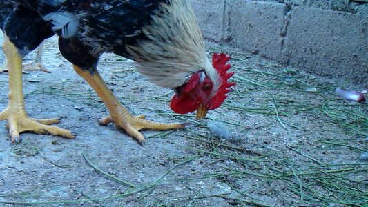 Feathers crest domestic fowl photo