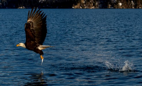 2020 Bald Eagles Going after Fish (35)