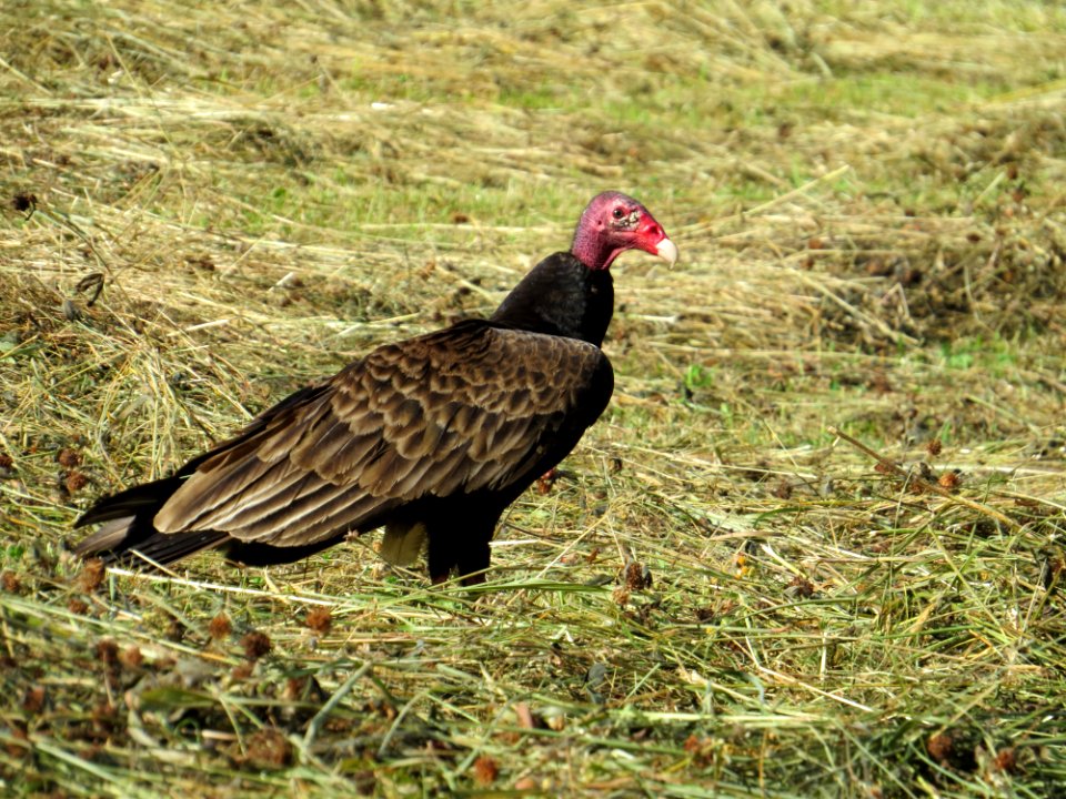 Turkey vulture, May 2015--Warren Bielenberg