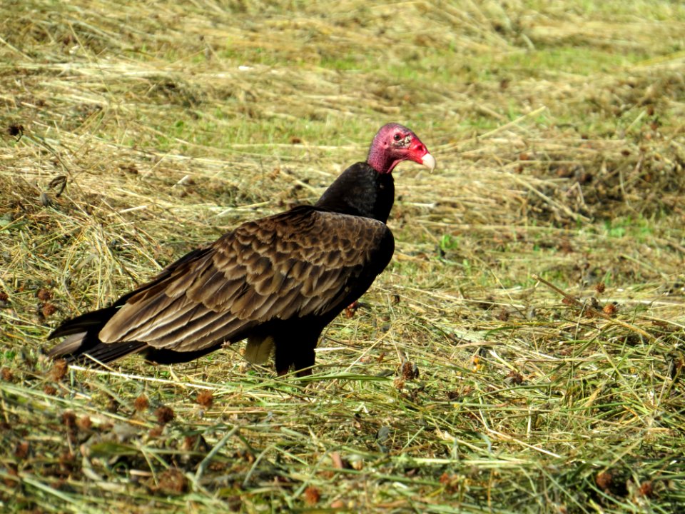 Turkey vulture, May 2015--Warren Bielenberg photo