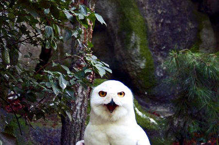 Angry Owl Budapest zoo photo
