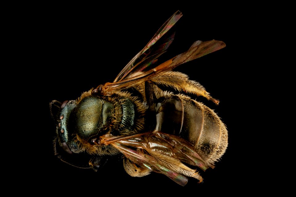 Lasioglossum versatum, F, back, Tennessee, Haywood County 2013-02-01-15.26.06 ZS PMax