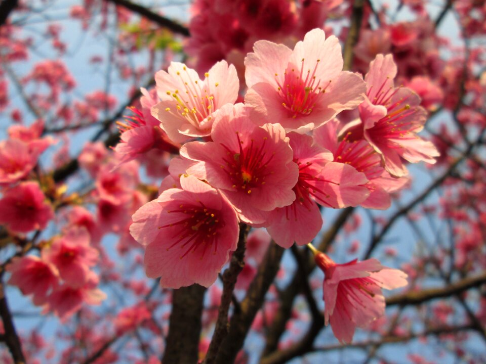 Cherry blossoms yoshino yīng spring