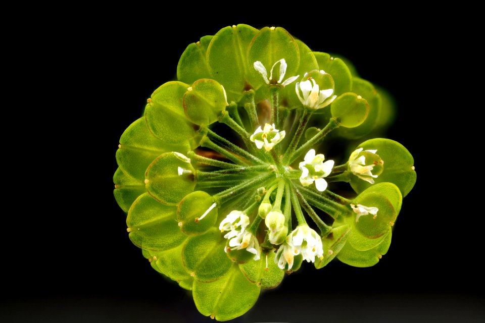 Lepidium virginicum 2012-05-31-13.13.41-ZS-PMax