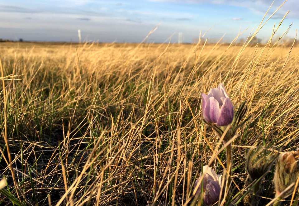Thar Be Crocuses