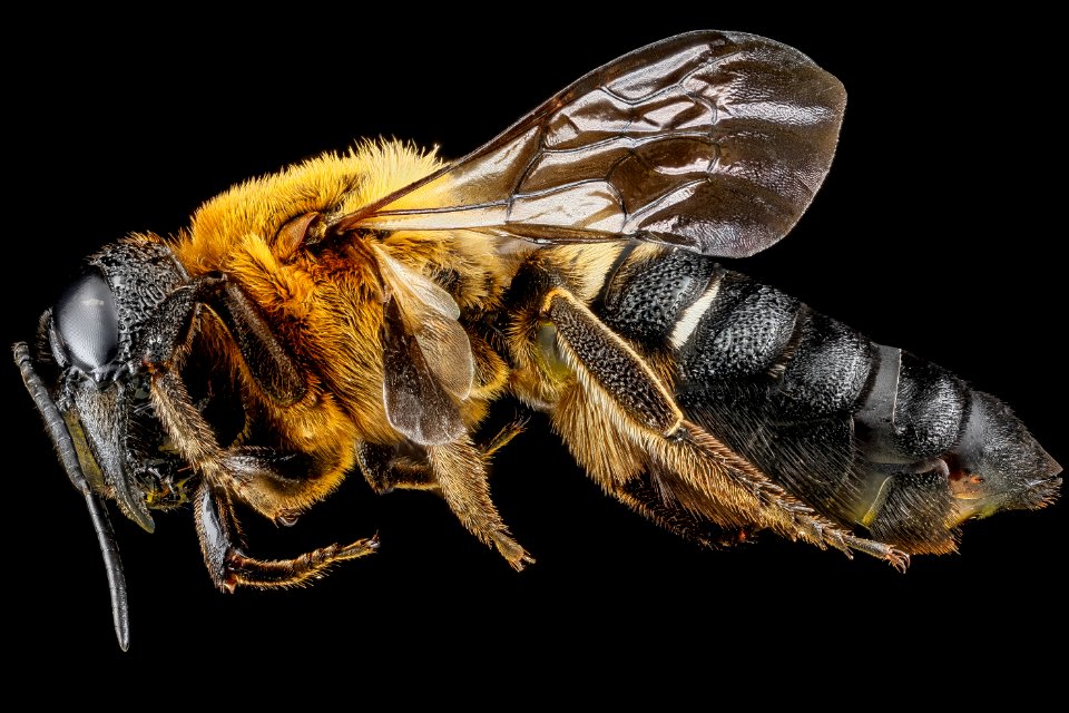Megachile sculpturalis, female, left side 2012-07-12-17.41.47 ZS PMax