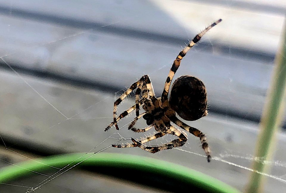2020/365/236 Weaving That Web