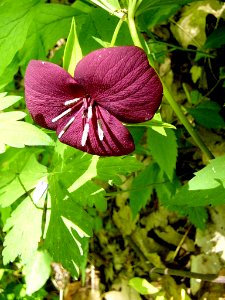 Vasey trillium, June 2006--Tom Harrington