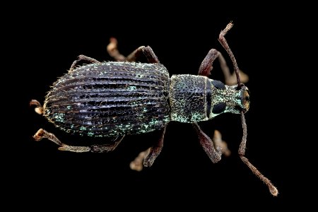 Black weevil, back, MAGLEV 2020-08-12-18.06.06 ZS PMax UDR