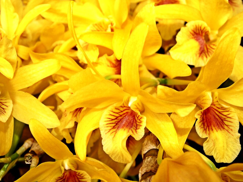 Flower garden spring